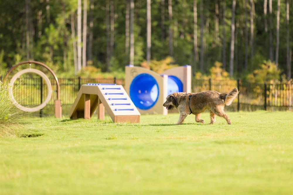 Consistent Training Schedule - How to Introduce Your Dog to Agility Equipment at the Park